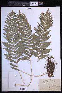 Polypodium vulgare image