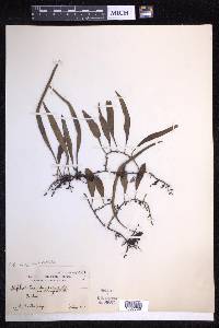 Pyrrosia lanceolata image