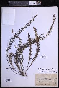 Prosaptia venulosa image