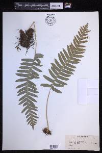 Polypodium vulgare image