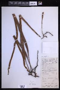 Pyrrosia longifolia image