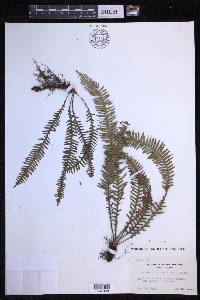 Prosaptia obliquata image