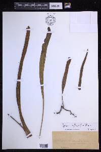 Pyrrosia longifolia image