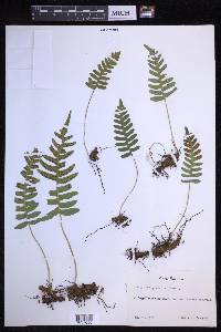 Polypodium vulgare image