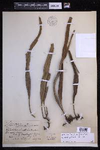 Pyrrosia longifolia image