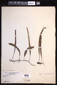 Pyrrosia lanceolata image