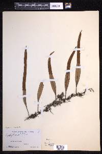 Pyrrosia lanceolata image