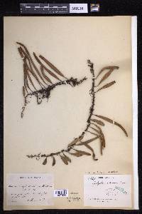 Pyrrosia lanceolata image