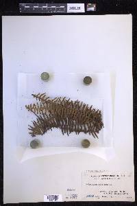 Prosaptia celebica image