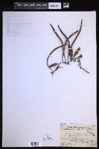 Pyrrosia lanceolata image