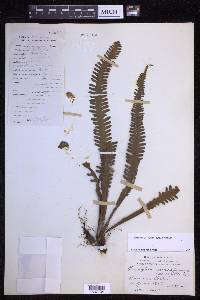 Prosaptia alata image