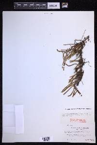 Pyrrosia linearifolia image