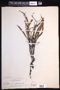 Pyrrosia lanceolata image