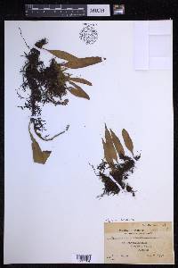 Pyrrosia lanceolata image