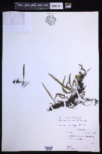 Pyrrosia lanceolata image
