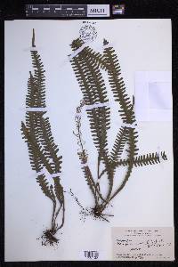 Prosaptia alata image