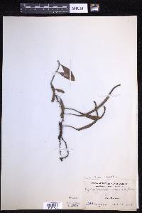 Pyrrosia lanceolata image