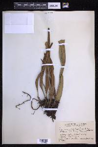 Pyrrosia longifolia image