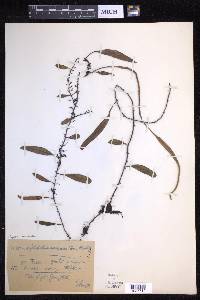Pyrrosia lanceolata image