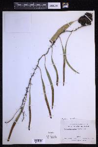Pyrrosia lanceolata image