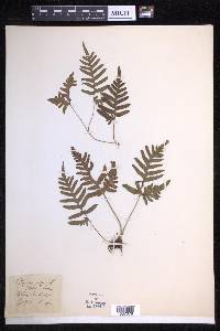 Polypodium vulgare image