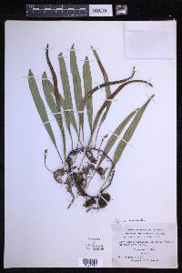 Pyrrosia lanceolata image