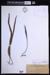 Pyrrosia longifolia image