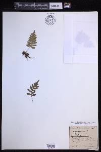 Polypodium vulgare image