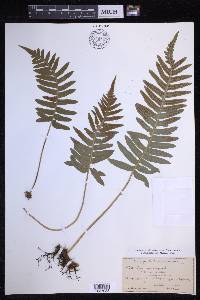 Polypodium vulgare image