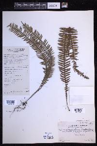 Prosaptia obliquata image