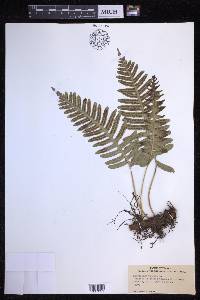 Polypodium vulgare image