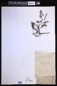Pyrrosia lanceolata image