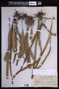 Pyrrosia longifolia image