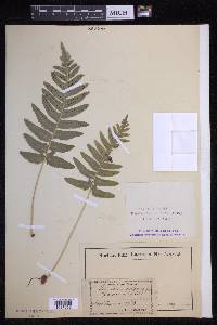 Polypodium vulgare image