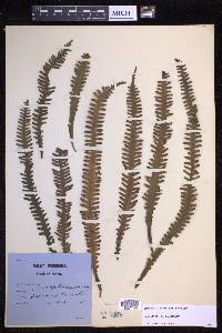 Prosaptia alata image