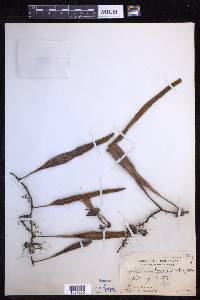 Pyrrosia longifolia image