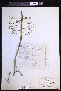 Pyrrosia longifolia image