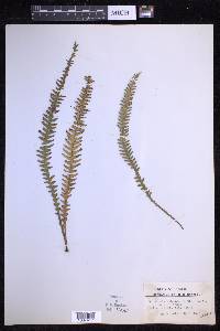 Prosaptia subnuda image