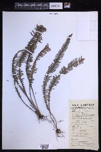 Prosaptia contigua image