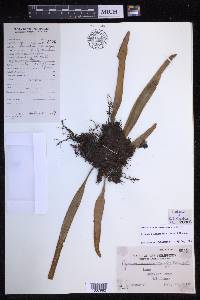 Pyrrosia longifolia image