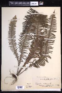 Prosaptia celebica image