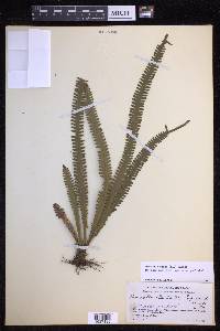 Prosaptia alata image