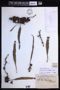 Pyrrosia longifolia image