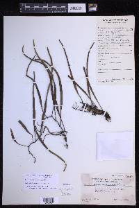 Pyrrosia lanceolata image