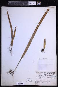 Pyrrosia longifolia image