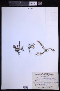Pyrrosia linearifolia image