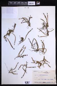 Pyrrosia linearifolia image