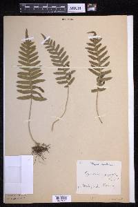 Polypodium vulgare image