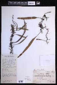 Pyrrosia lanceolata image