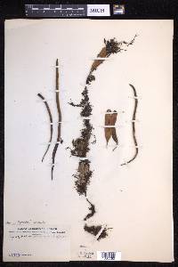 Pyrrosia lanceolata image